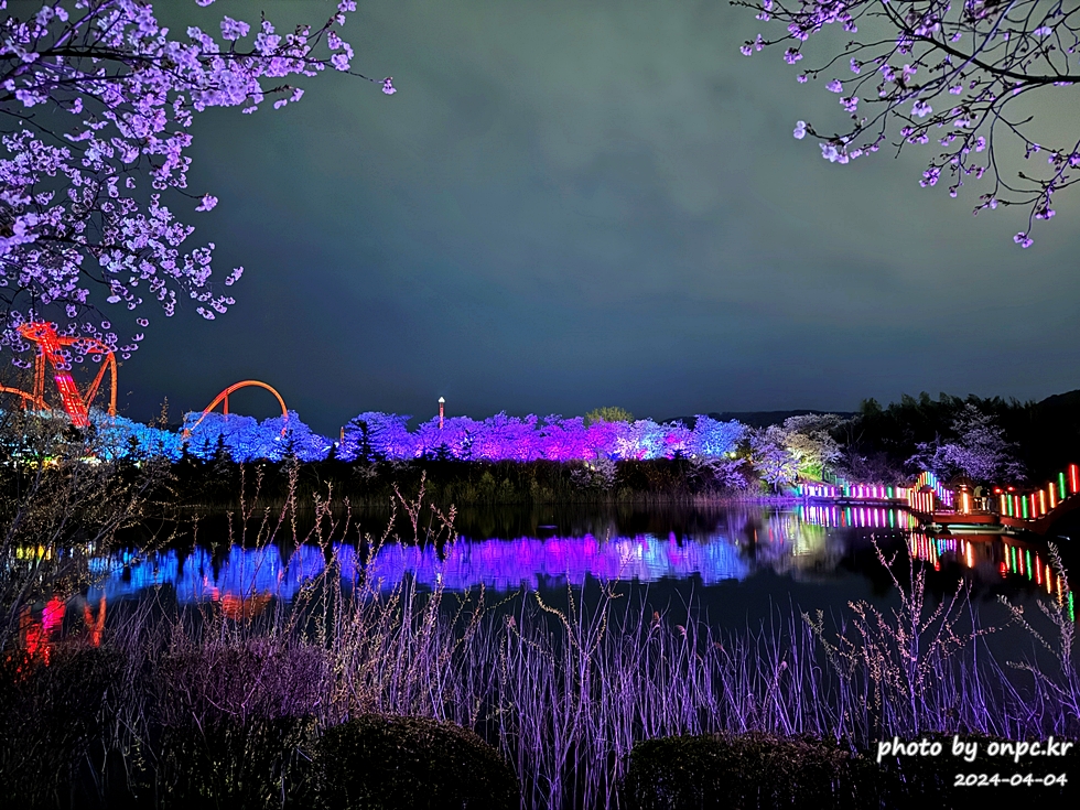 경주 벚꽃 명소 보문호반길 야간 벚꽃