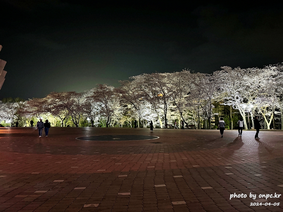 경주 벚꽃 명소 보문수상공연장 밤 벚꽃