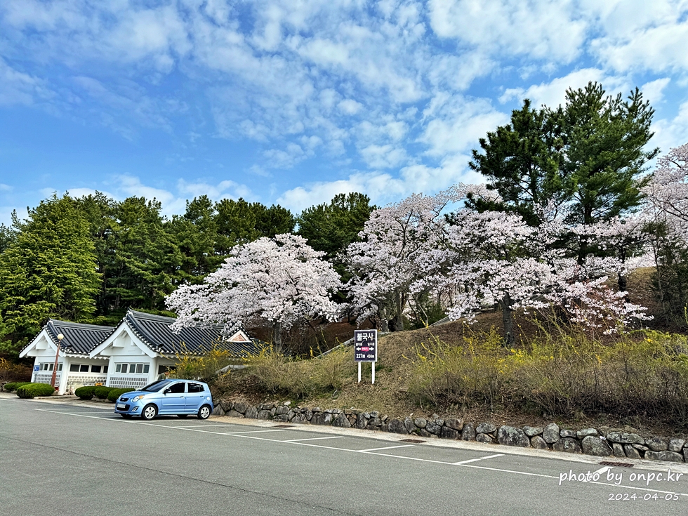 경주 벚꽃 명소 불국사