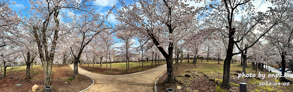 경주 벚꽃 명소 불국사