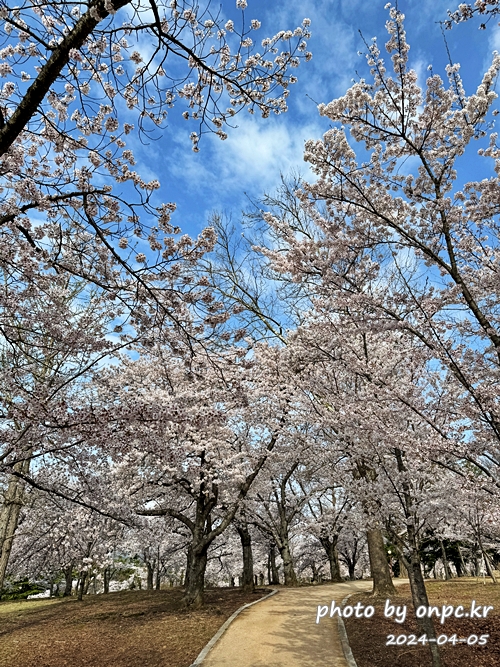 경주 벚꽃 명소 불국사