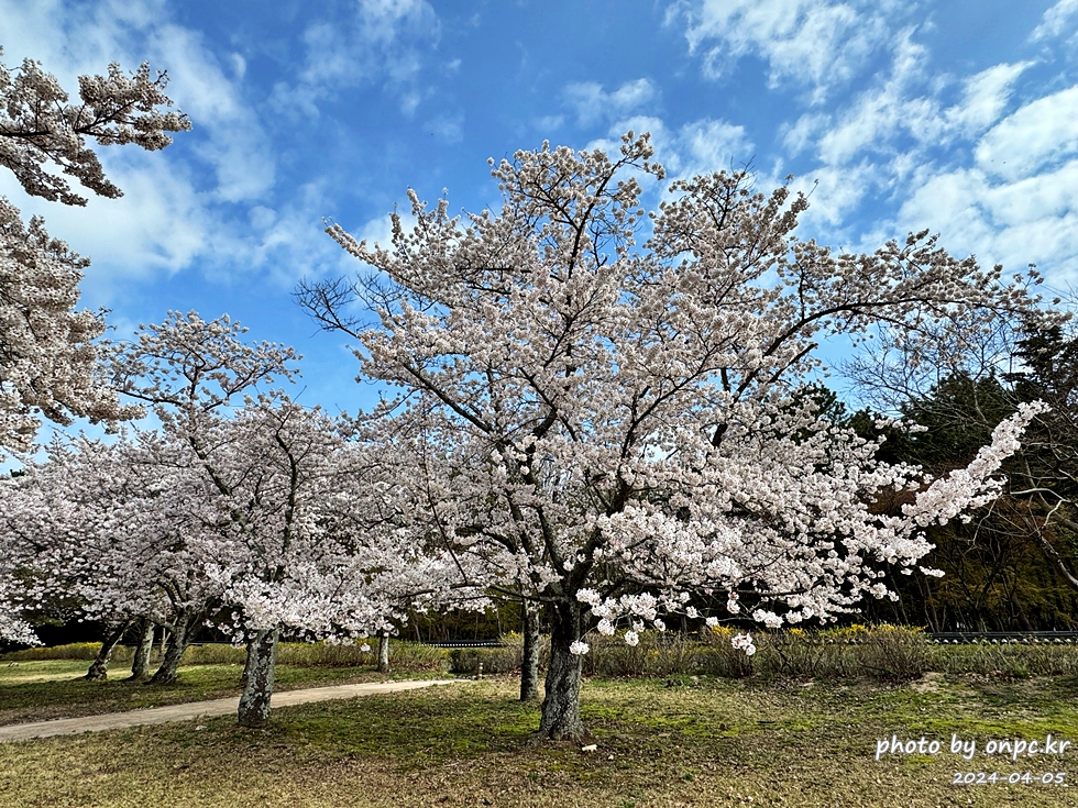 경주 벚꽃 명소 불국사