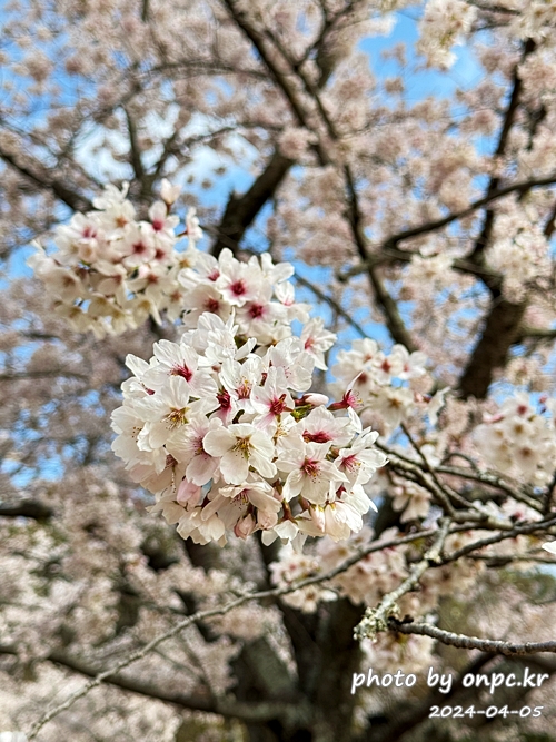 경주 벚꽃 명소 불국사