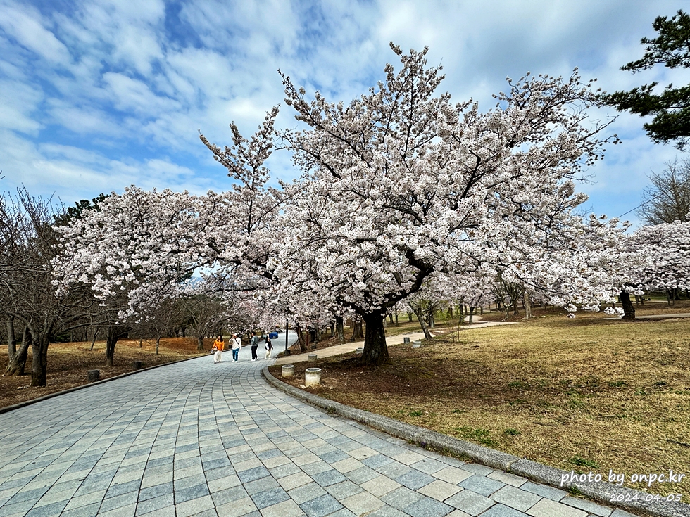 경주 벚꽃 명소 불국사