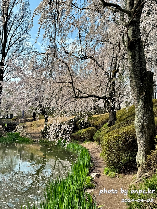 경주 보문정 수양벚꽃