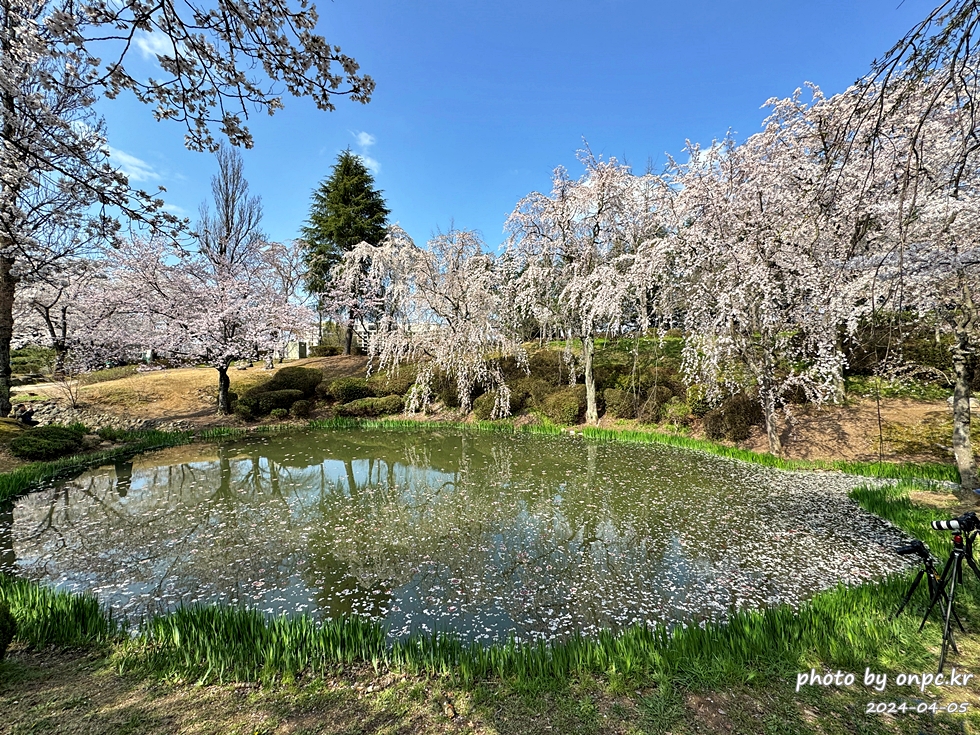 경주 보문정 수양벚꽃