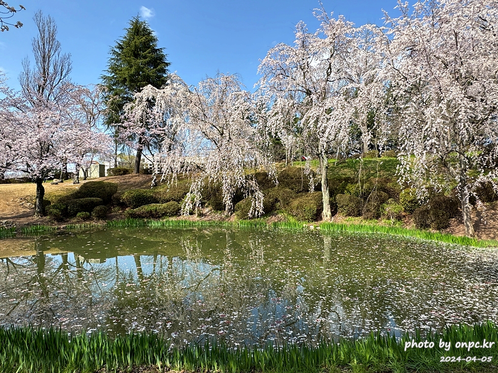 경주 보문정 수양벚꽃