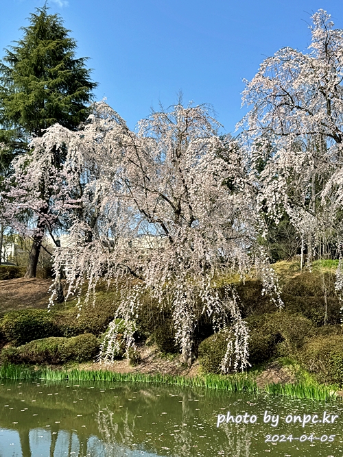 경주 보문정 수양벚꽃