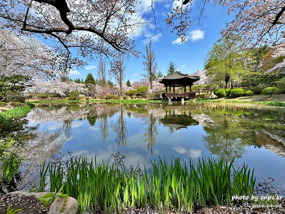 경주 보문정 팔각정자 연못과 만개한 벚꽃