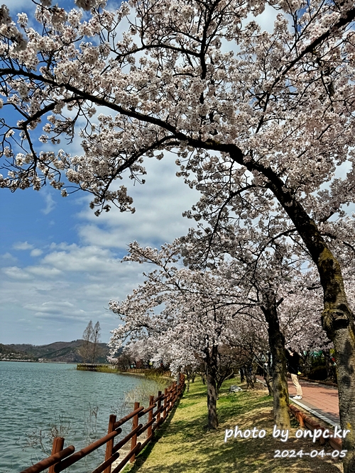 경주 벚꽃 명소 보문호반길