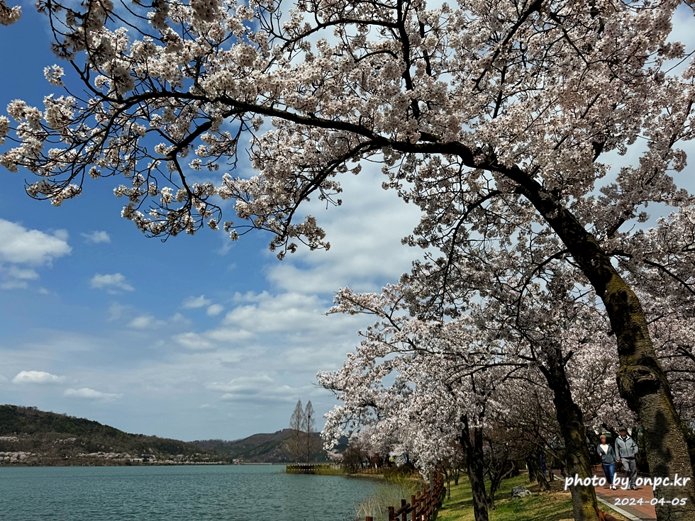 경주 벚꽃 명소 보문호반길