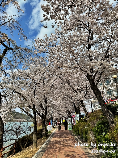 경주 벚꽃 명소 보문호반길