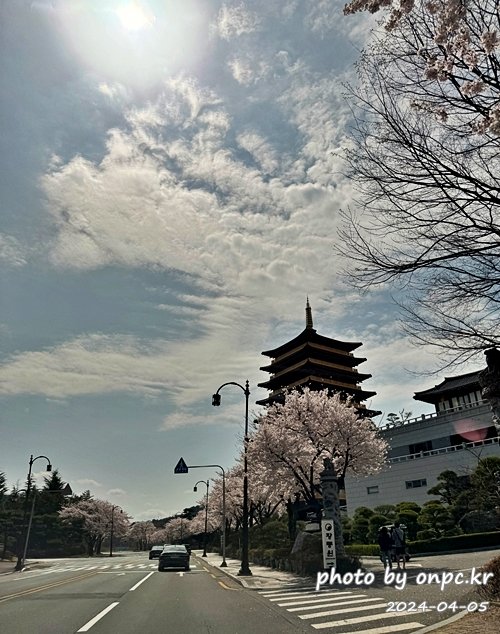 경주 벚꽃 명소 황룡원
