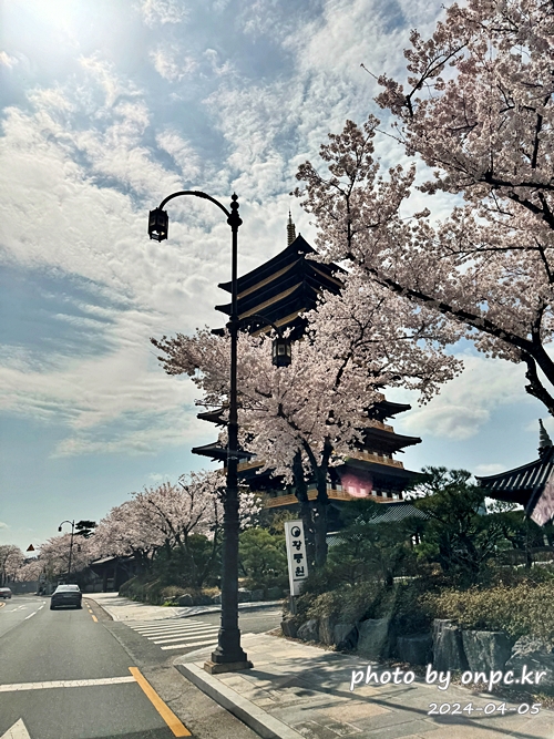 경주 벚꽃 명소 황룡원