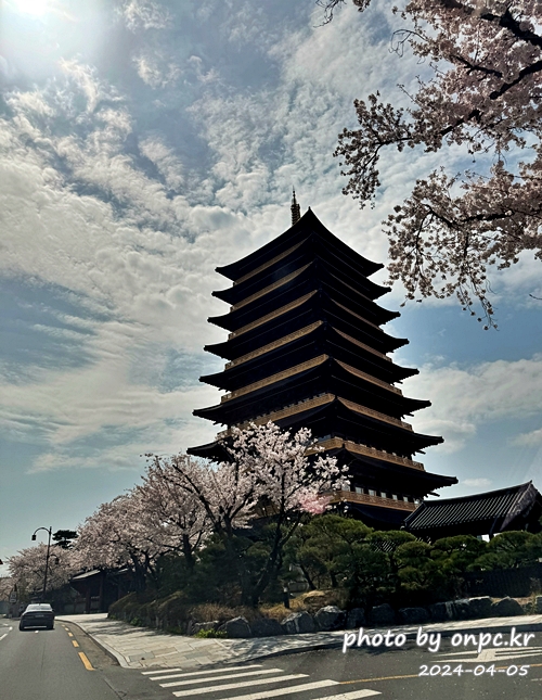 경주 벚꽃 명소 황룡원
