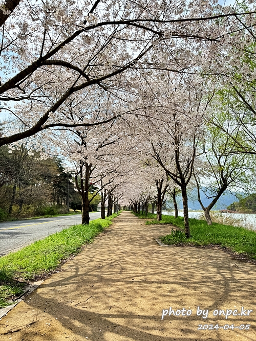 경주 벚꽃 명소 영지설화공원