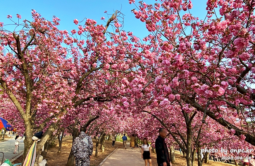 경주 벚꽃 명소 불국사 겹벚꽃