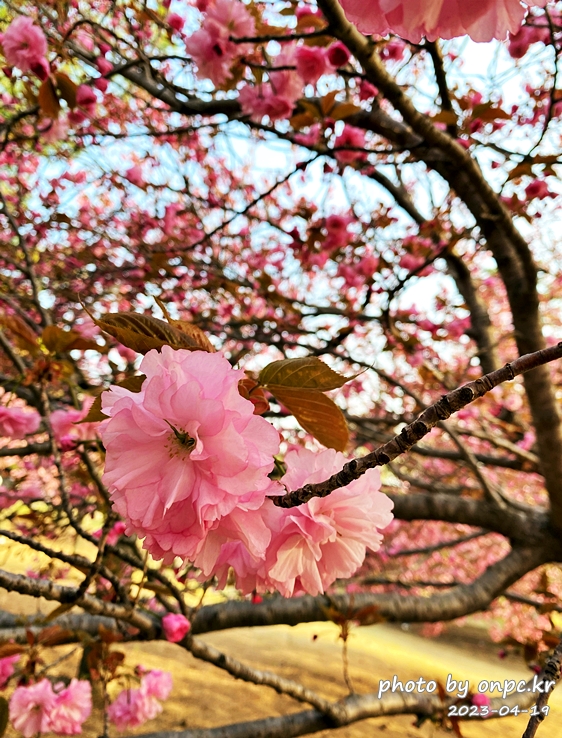 경주 벚꽃 명소 불국사 겹벚꽃