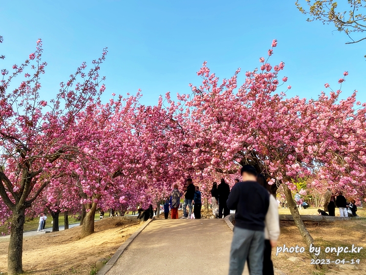 경주 벚꽃 명소 불국사 겹벚꽃