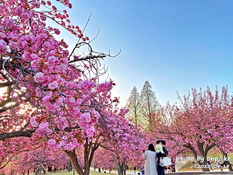 경주 벚꽃 명소 불국사 겹벚꽃