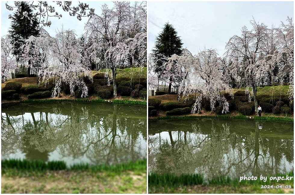 경주 보문정 수양벚꽃