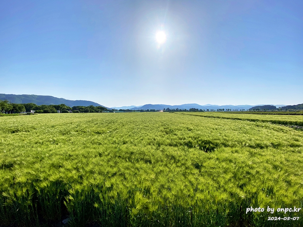 경주 황룡사지 청보리밭