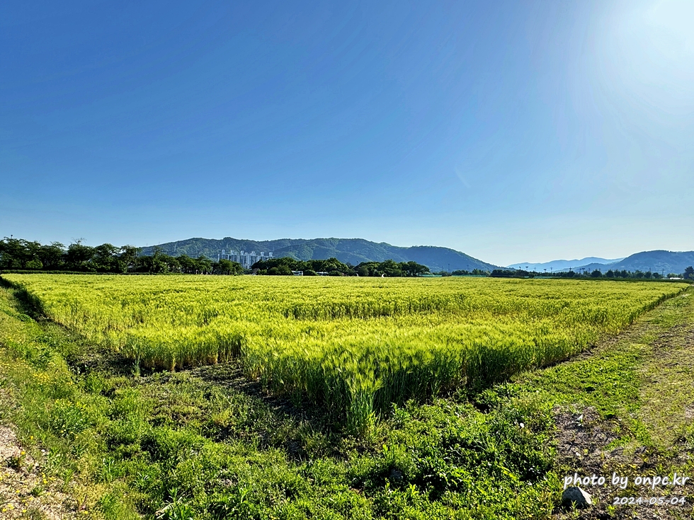 경주 황룡사지 청보리밭