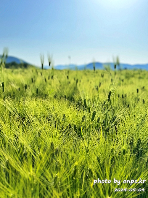 경주 황룡사지 청보리밭