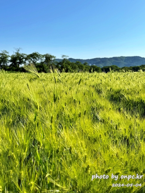 경주 황룡사지 청보리밭