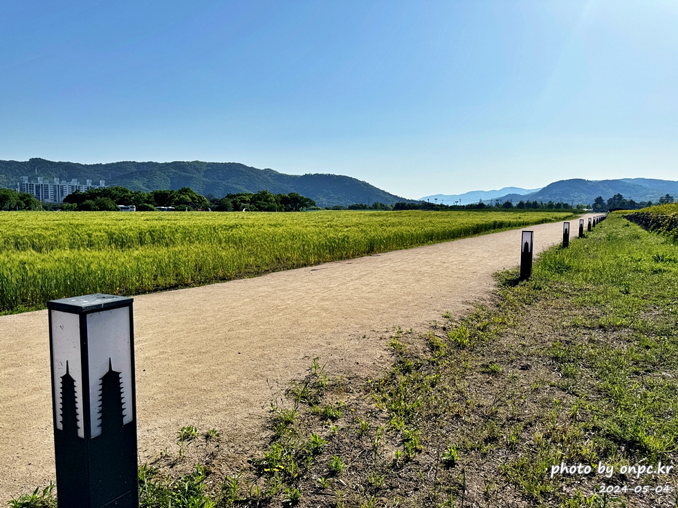 경주 황룡사지 청보리밭