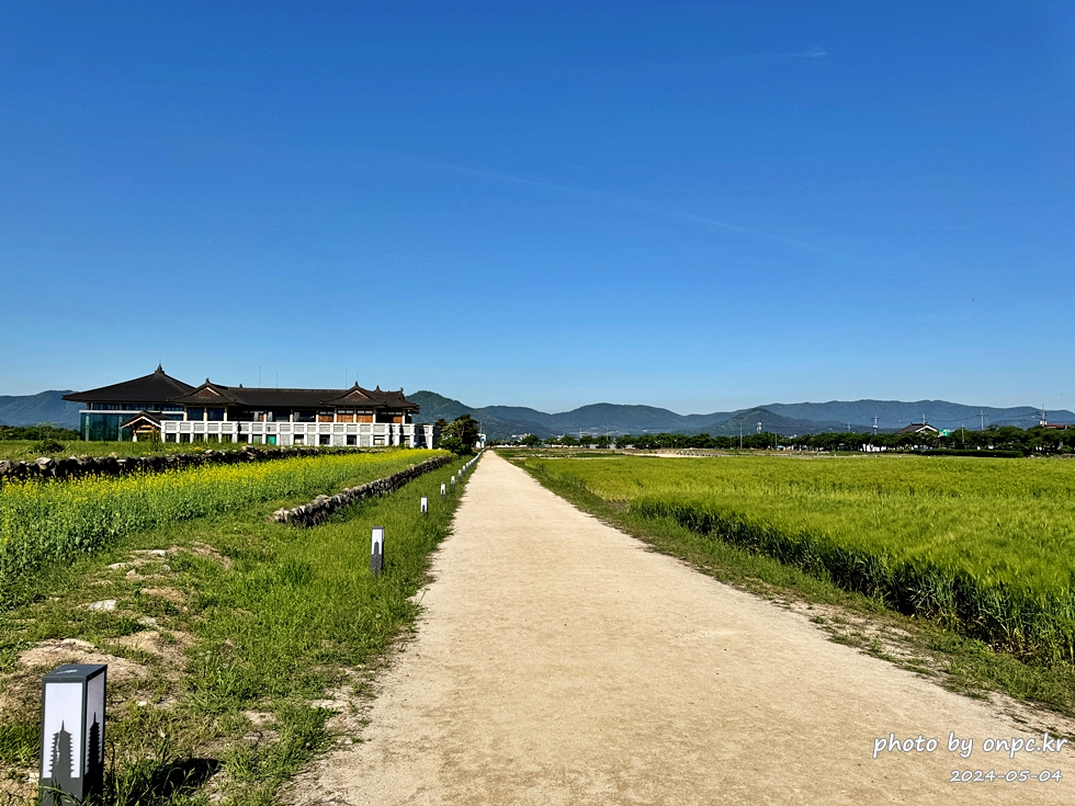 경주 황룡사지 청보리밭