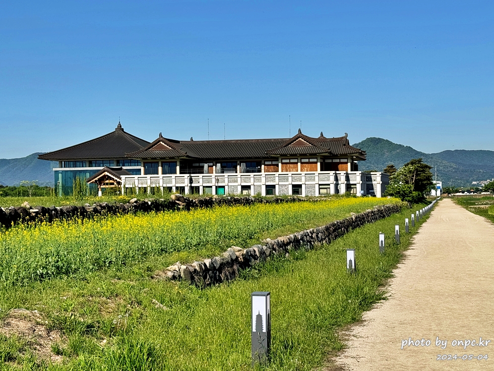 경주 황룡사 역사문화관과 청보리밭