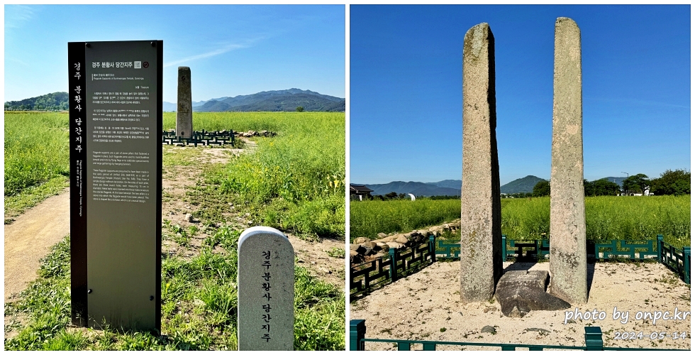 경주 분황사 당간지주 청보리밭