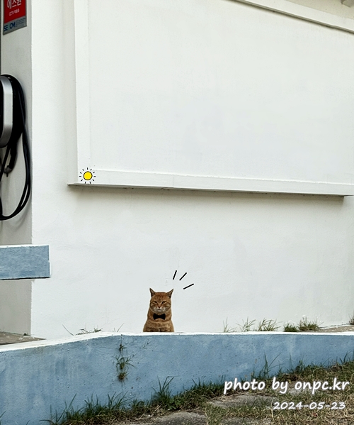 사랑스러운 고양이