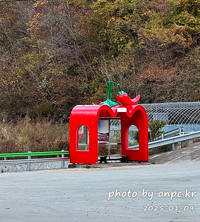 영양 자작나무 숲, 국내 최대 규모! 은빛 자작나무 숲 힐링 명소