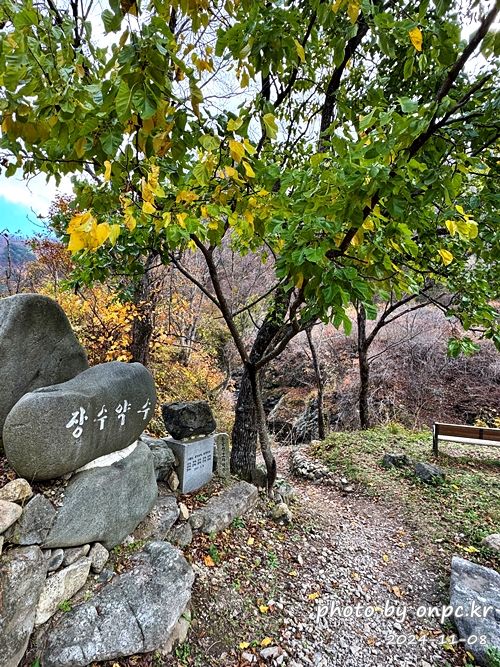 영양 자작나무숲 여행후기