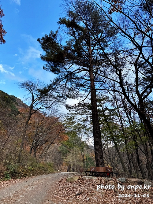 영양 자작나무숲 여행후기