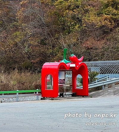 영양 자작나무 숲, 국내 최대 규모! 은빛 자작나무 숲 힐링 명소