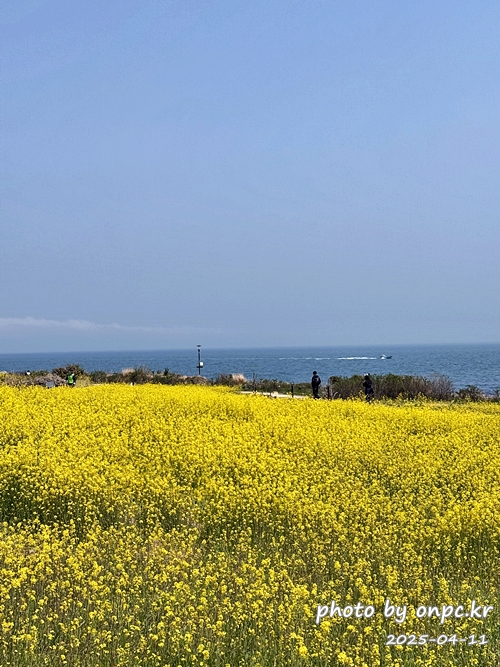 울산 슬도 유채찬란 페스티벌! 바다와 유채꽃의 만남! 꽃캉스로 힐링하세요~