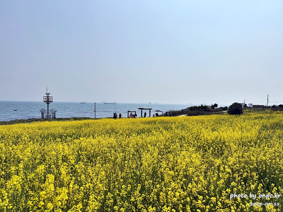 울산 슬도 유채찬란 페스티벌! 바다와 유채꽃의 만남! 꽃캉스로 힐링하세요~