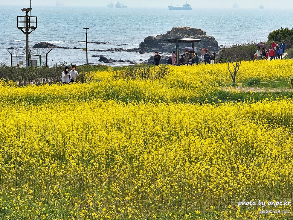 울산 슬도 유채찬란 페스티벌! 바다와 유채꽃의 만남! 꽃캉스로 힐링하세요~