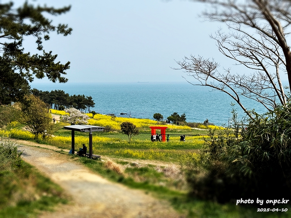 울산 슬도 유채찬란 페스티벌! 바다와 유채꽃의 만남! 꽃캉스로 힐링하세요~