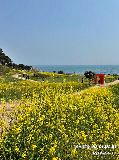 울산 슬도 유채찬란 페스티벌! 바다와 유채꽃의 만남! 꽃캉스로 힐링하세요~