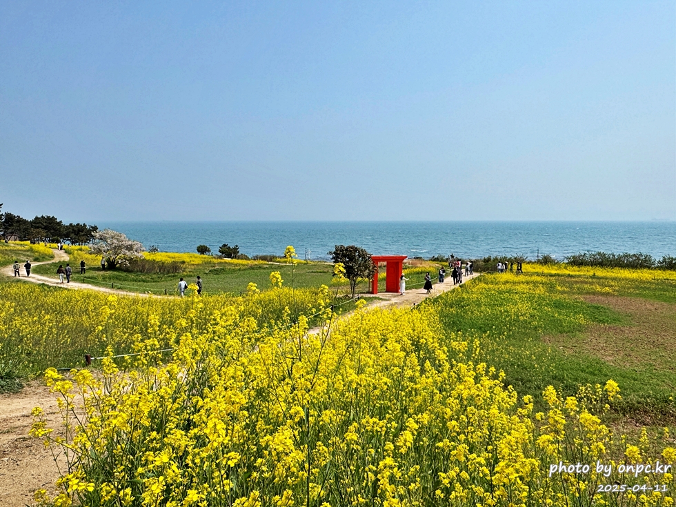 울산 슬도 유채찬란 페스티벌! 바다와 유채꽃의 만남! 꽃캉스로 힐링하세요~
