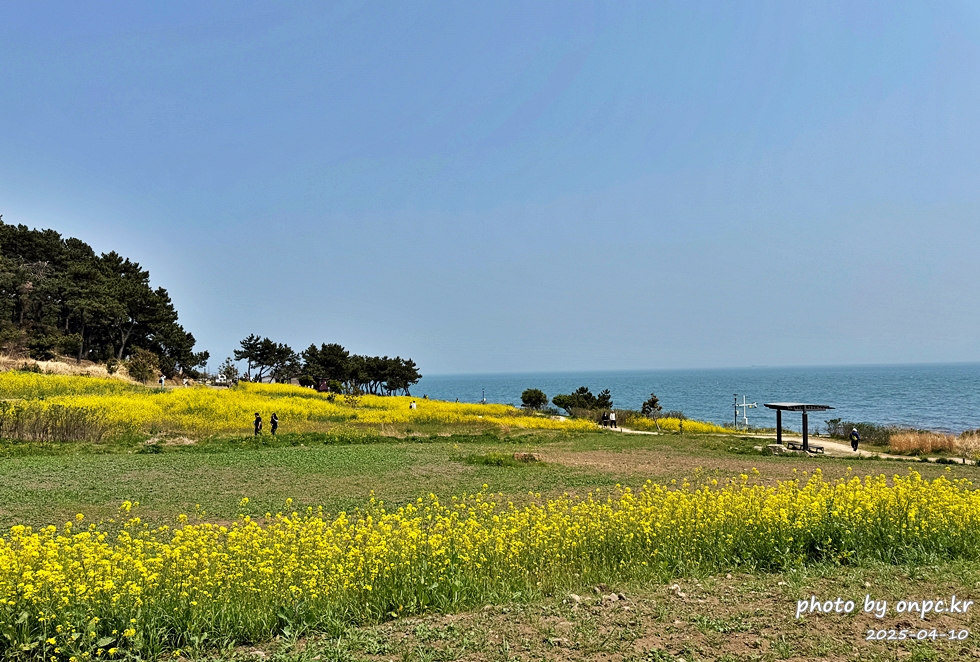 울산 슬도 유채찬란 페스티벌! 바다와 유채꽃의 만남! 꽃캉스로 힐링하세요~