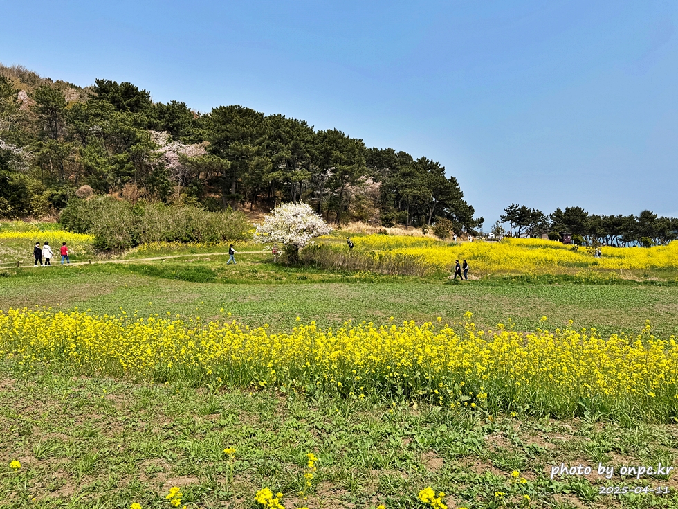 울산 슬도 유채찬란 페스티벌! 바다와 유채꽃의 만남! 꽃캉스로 힐링하세요~