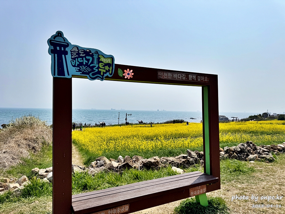 울산 슬도 유채찬란 페스티벌! 바다와 유채꽃의 만남! 꽃캉스로 힐링하세요~