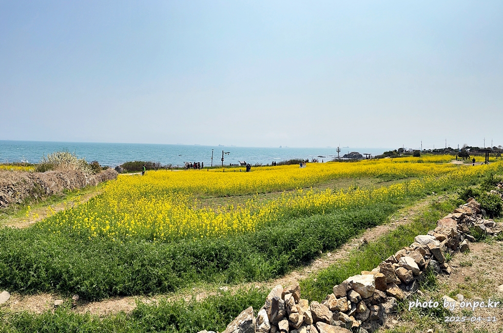 울산 슬도 유채찬란 페스티벌! 바다와 유채꽃의 만남! 꽃캉스로 힐링하세요~
