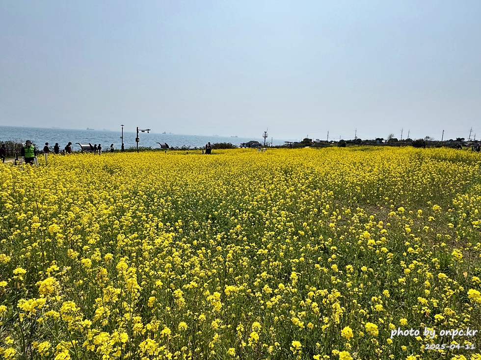 울산 슬도 유채찬란 페스티벌! 바다와 유채꽃의 만남! 꽃캉스로 힐링하세요~