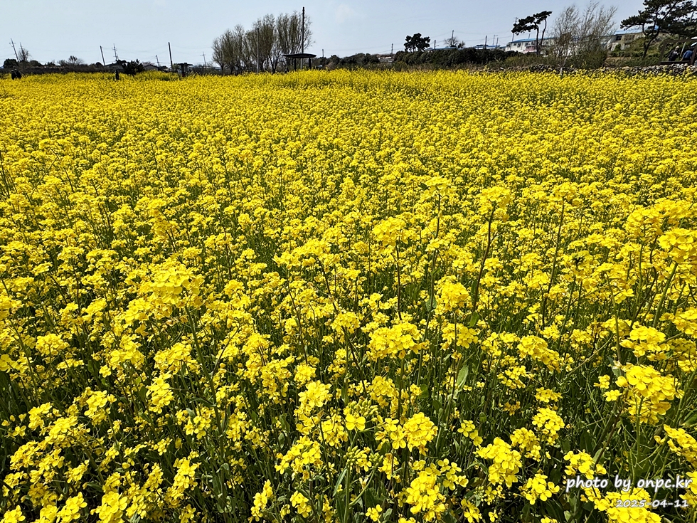 울산 슬도 유채찬란 페스티벌! 바다와 유채꽃의 만남! 꽃캉스로 힐링하세요~
